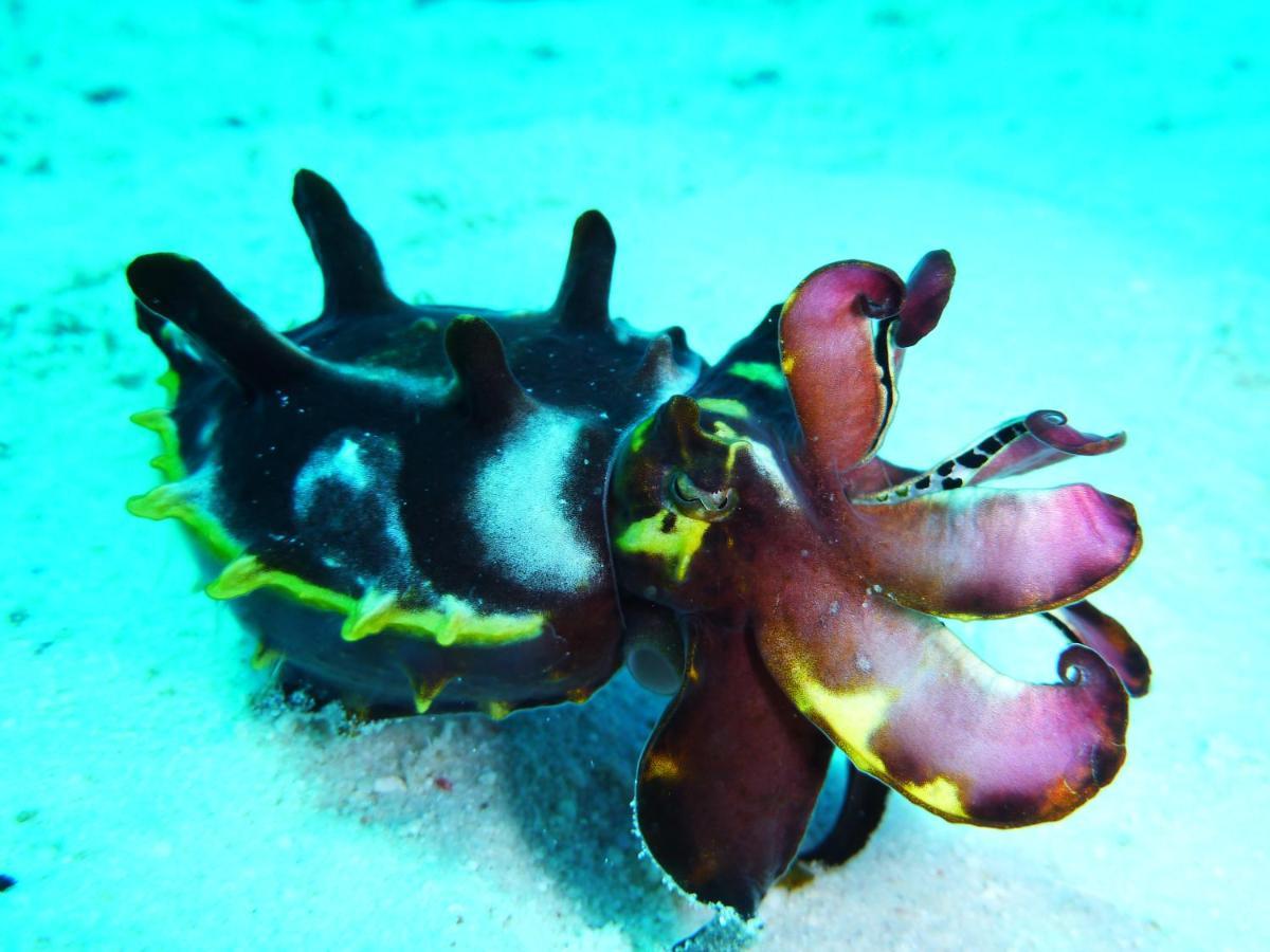 Malapascua Exotic Island Dive Resort Daanbantayan 외부 사진